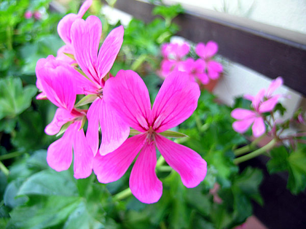 Fiore fucsia